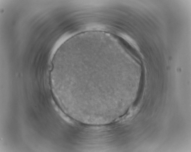 X0000070350816200607072036