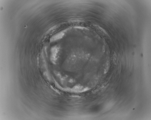 X0000070350821200607072036