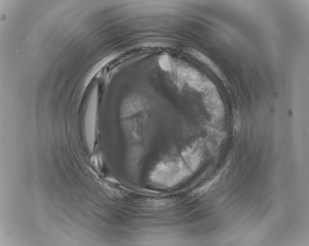 X0000070350829200607072036