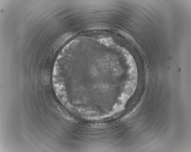 X0000070350833200607072036