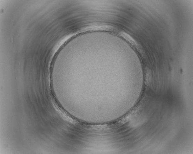 X0000070350836200607072036