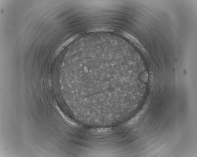 X0000070350841200607072036