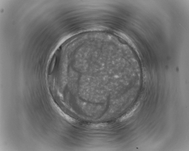 X0000070350843200607072036