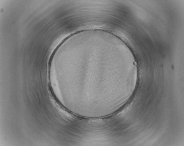 X0000070350844200607072036