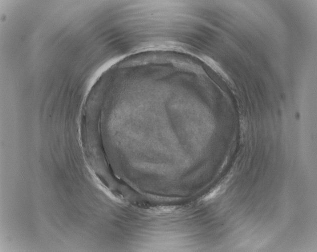 X0000070350846200607072036