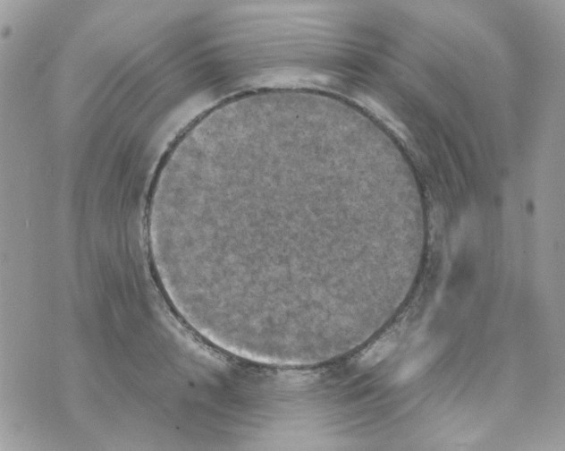 X0000070350848200607072036