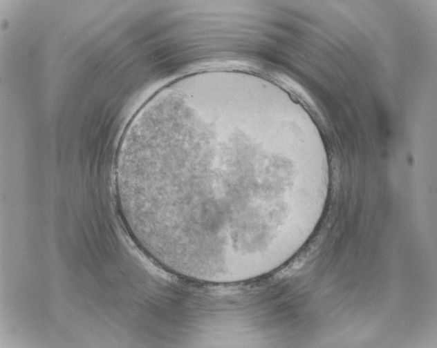 X0000070350852200607072036