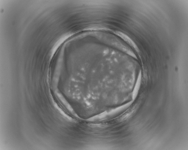 X0000070350855200607072036