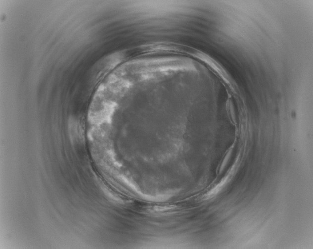 X0000070350857200607072036