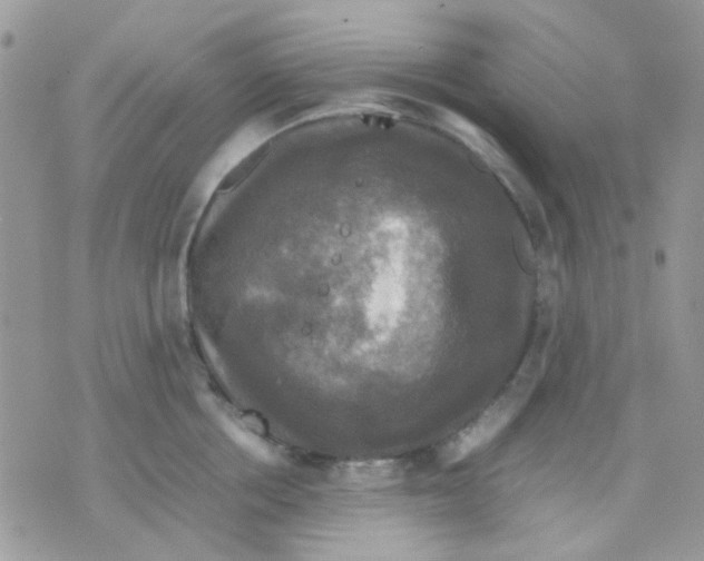 X0000070350858200607072036