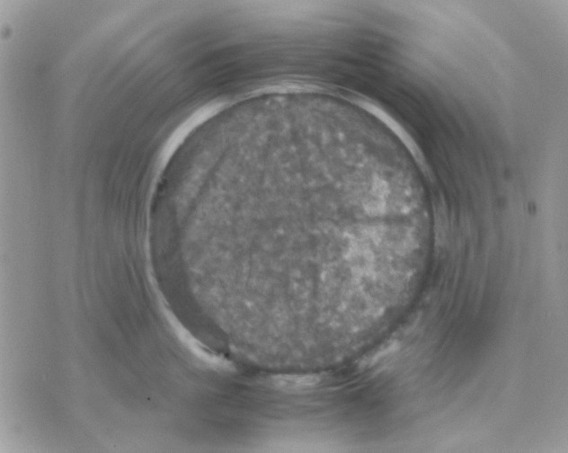 X0000070350861200607072036