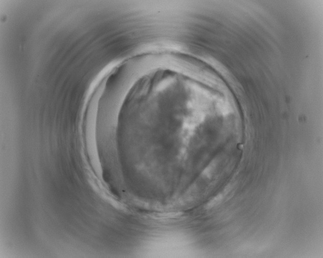 X0000070350864200607072036