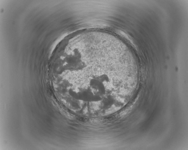 X0000070350875200607072036