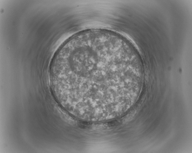 X0000070350887200607072035