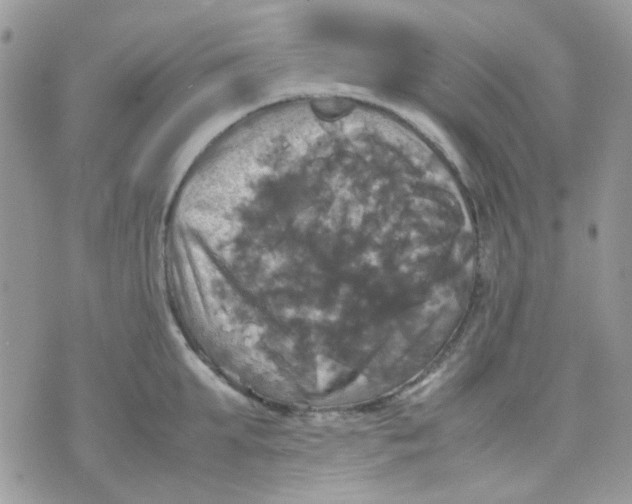 X0000070350903200607072035