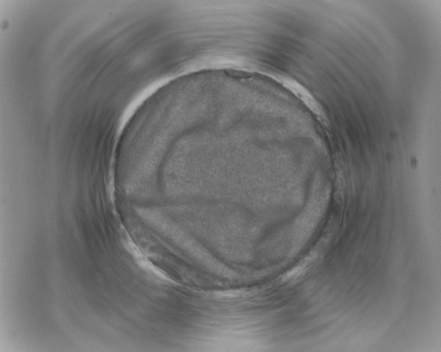 X0000070350904200607072035