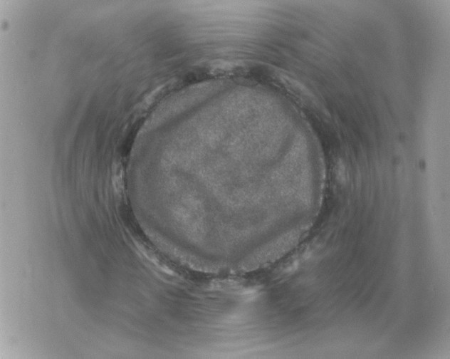 X0000070350914200607072034