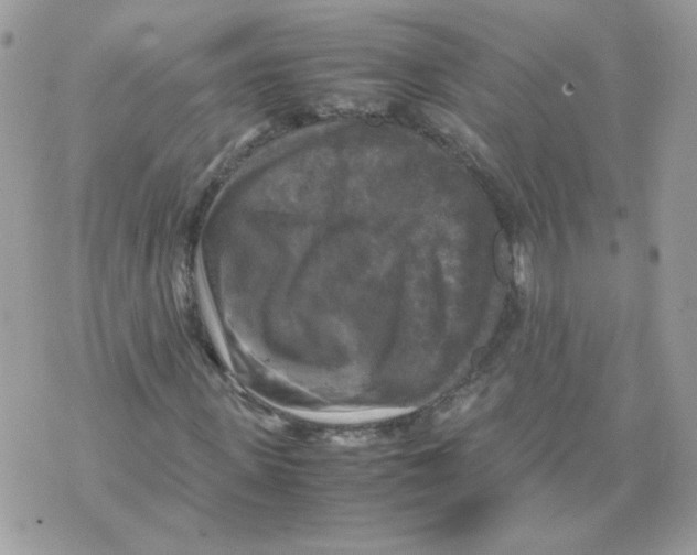 X0000070350915200607072034