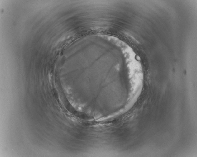 X0000070350917200607072034