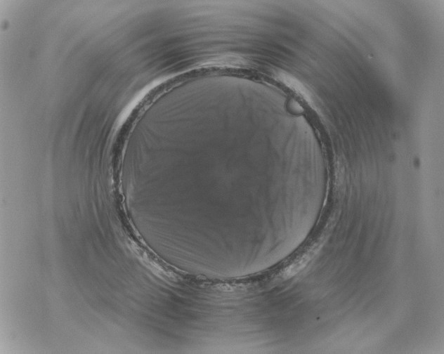 X0000070350923200607072034