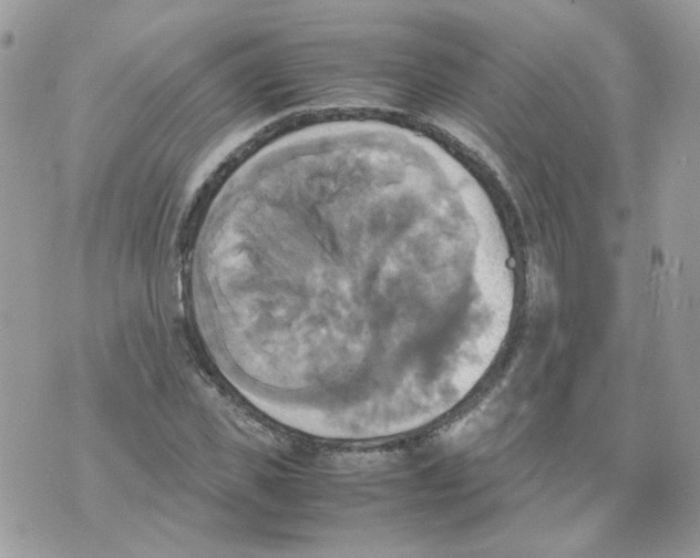 X0000070350925200607072034