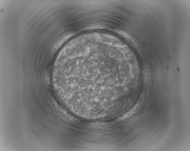 X0000070350929200607072034