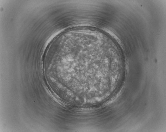 X0000070350933200607072034