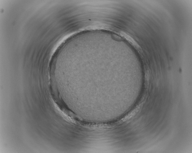 X0000070350934200607072034