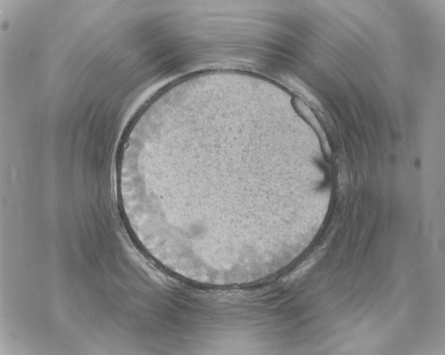 X0000070350940200607072034