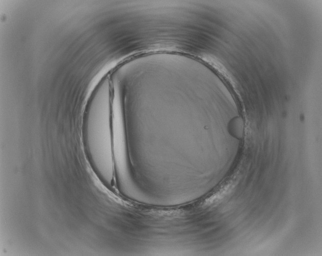 X0000070350941200607072034