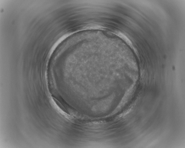 X0000070350947200607072035