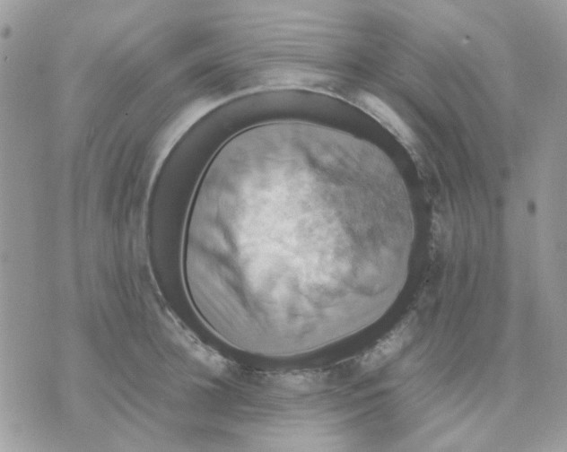 X0000070350948200607072035