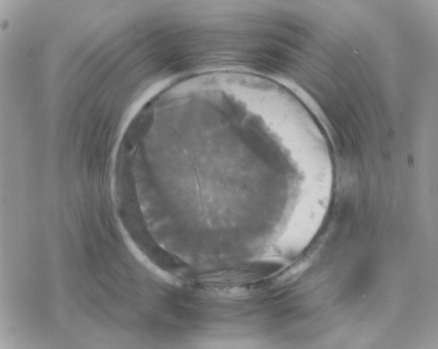 X0000070350957200607072035