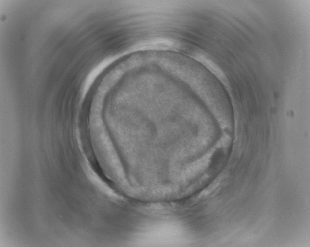 X0000070350960200607072035