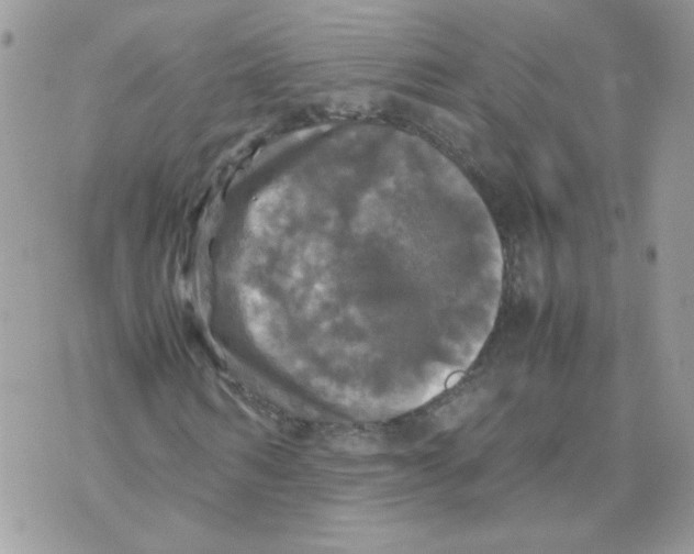 X0000070350962200607072034