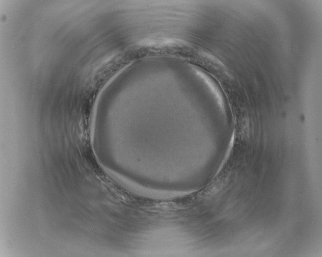 X0000070350966200607072034