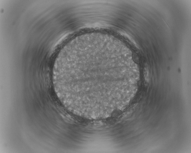 X0000070350968200607072034