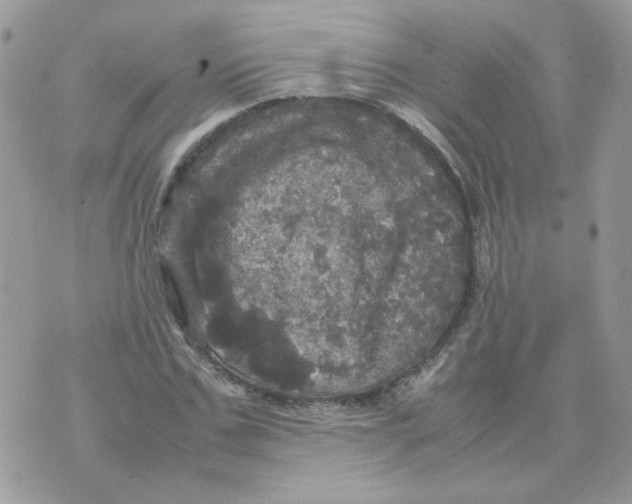 X0000070350971200607072034