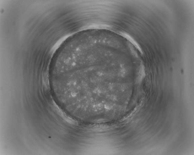 X0000070350972200607072034