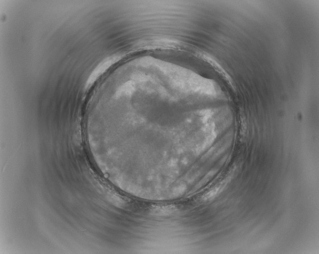 X0000070350978200607072034