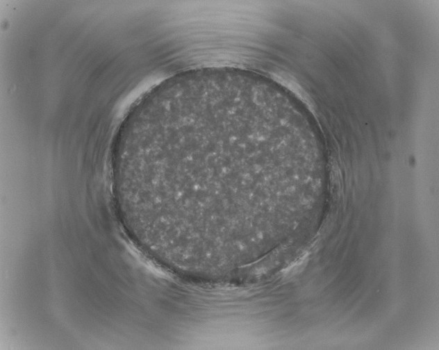 X0000070350979200607072034