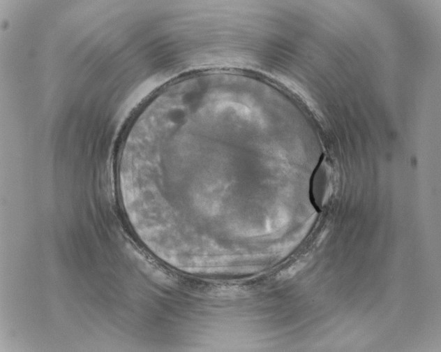 X0000070350982200607072034