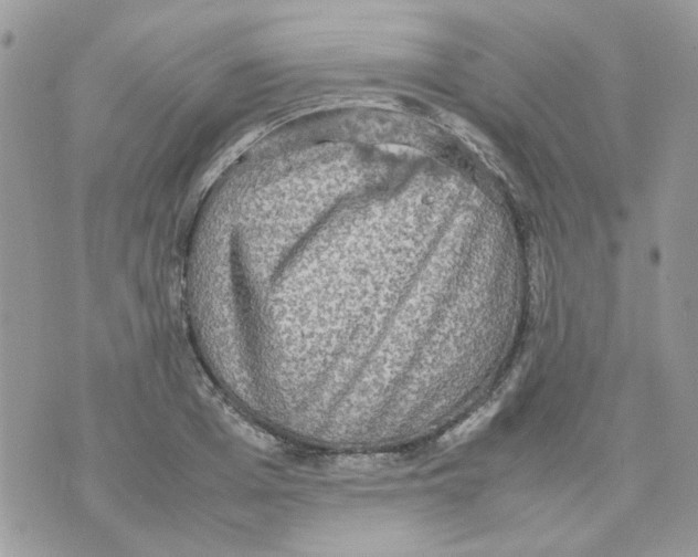 X0000070350985200607072034