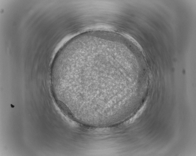 X0000070350989200607072034