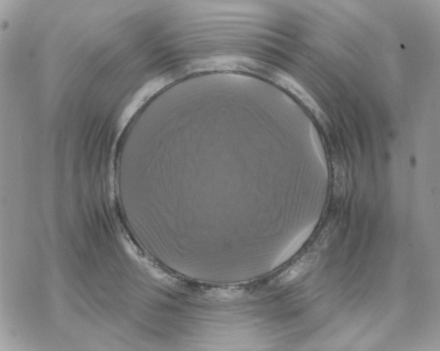 X0000070350994200607072033