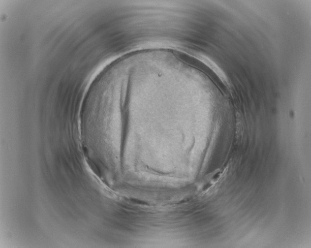 X0000070350996200607072033