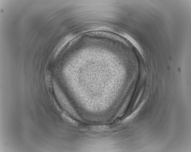 X0000070351001200607072033