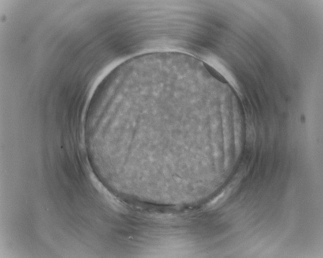 X0000070351004200607072033