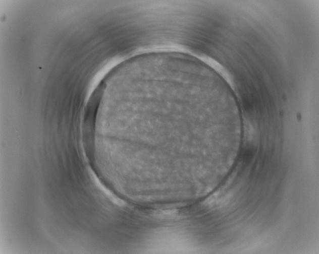 X0000070351006200607072033