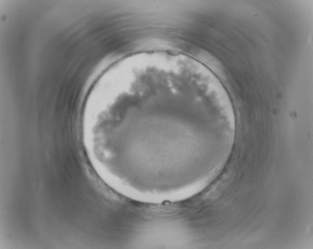 X0000070351008200607072033